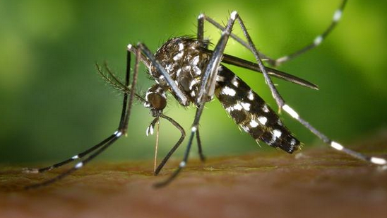 蚊子自己的血是什么颜色