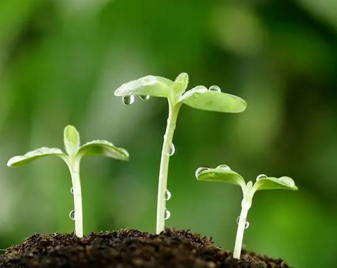 免费IP地址网站